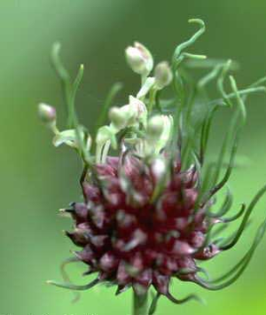 Alliumvineale1web.jpg © Commons