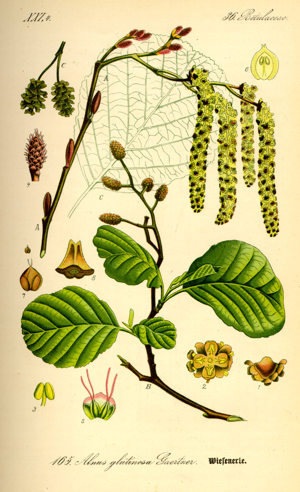 Illustration Alnus glutinosa0.jpg © Prof. Dr. Otto Wilhelm Thomé Flora von Deutschland, Österreich und der Schweiz 1885, Gera, Germany