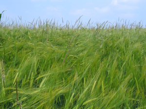 Alopecurus myosuroides in Barley1.jpg © Oliver Macdonald Maccheek