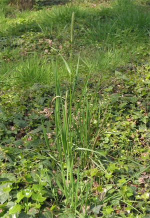 Alopecurus pratensis Grote vossenstaart (1).jpg © Rasbak