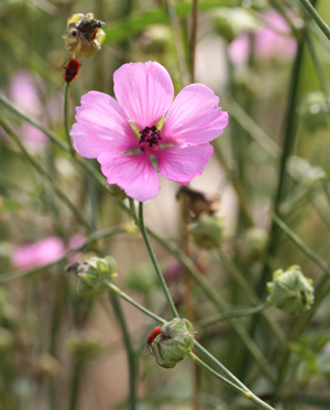 Althaea cannabina 01.jpg © Michael Wolf