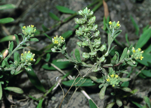 Alyssum allyssoides eF.jpg © Commons