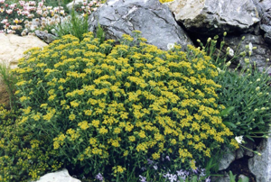 Alyssum serpyllifolium.jpg © Ghislain118 (AD) http://www.fleurs-des-montagnes.net