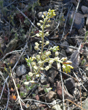 Alyssum simplex 1.jpg © Stan Shebs
