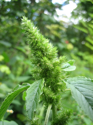 Amaranthus retroflexus flower1.jpg © Lynk media