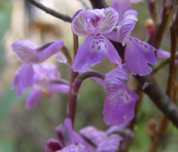 Orchis morio a.JPG &copy; Commons