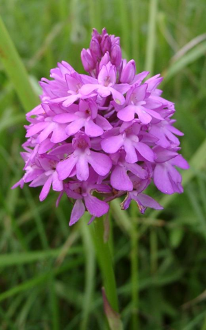 AnacamptisPyramidalis.jpg © The original uploader was (Automated conversion) at English Wikipedia