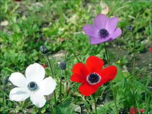 Anemones5.jpg © Aviad2001