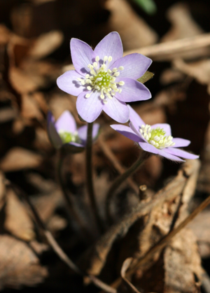Anemone americana 5202071.jpg © Steven Katovich, USDA Forest Service, Bugwood.org