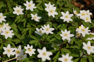 Anemone nemorosa 001.JPG © Lilly M