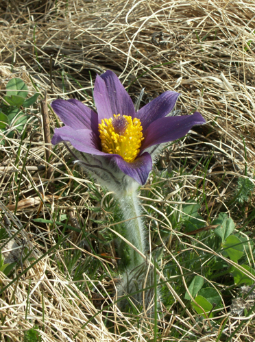 Backsippa 110423, Fjärås bräcka.jpg &copy; Per A.J. Andersson