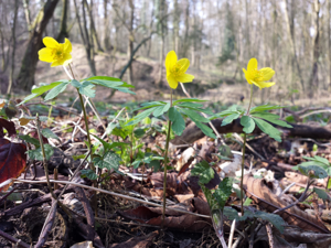 Anemone ranunculoides sl7.jpg © Stefan.lefnaer