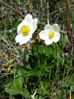 Anemone sylvestris sl5.jpg © Stefan.lefnaer