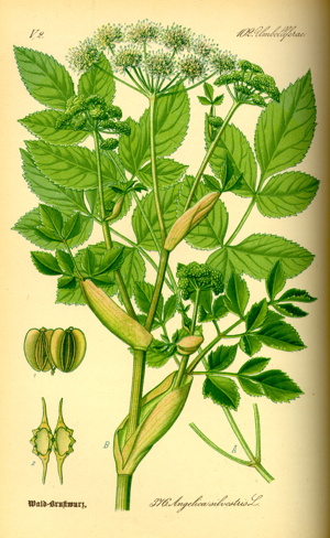 Illustration Angelica silvestris0.jpg © Commons