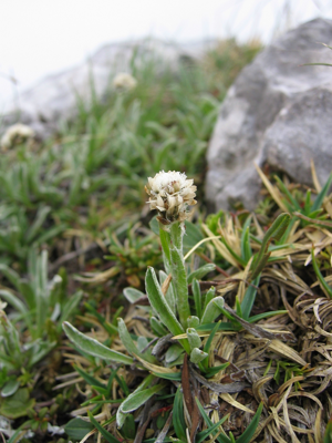 Antennaria carpaticum.jpg © User:Tigerente