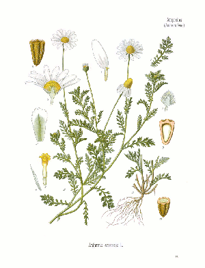 ANTHEMIS arvensis Köhler.png © Köhler, F. E. (Franz Eugen)