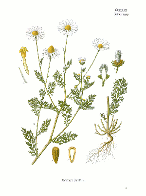 ANTHEMIS cotula Köhler.png © Köhler, F. E. (Franz Eugen)
