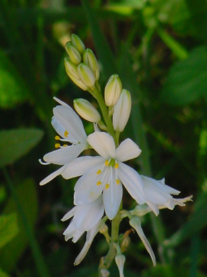 Phalangere.jpg © Hubert Laroche