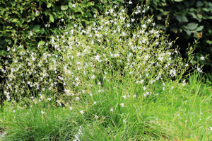 Anthericum ramosum Prague 2011 1.jpg © Karelj
