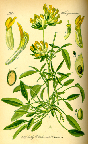 Illustration Anthyllis vulneraria0.jpg &copy; Commons