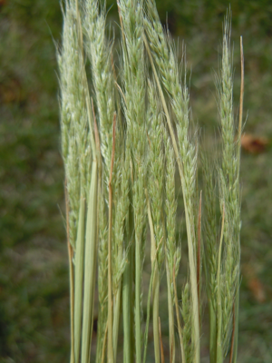 Apera interrupta (6262125862).jpg © Matt Lavin from Bozeman, Montana, USA