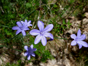 APHYLLANTHES MONSPELIENSIS - GUIXERS - IB-190.JPG © Isidre blanc