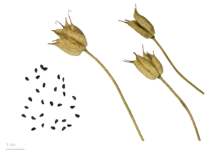 Aquilegia viscosa MHNT.BOT.2011.3.4.jpg © Roger Culos