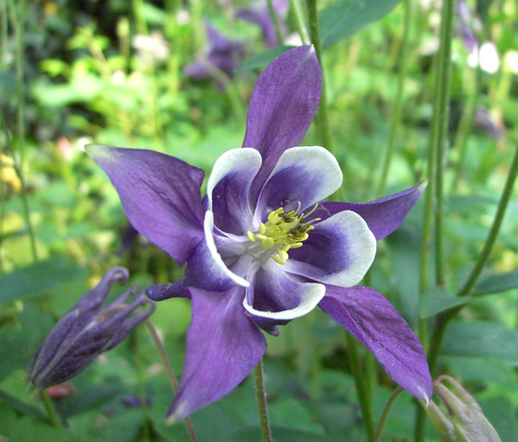 Aquilegia vulgaris1.jpg &copy; Commons