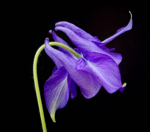 Aquilegia vulgaris9 ies.jpg © Frank Vincentz
