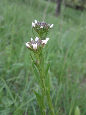 Arabis sagittata sl1.jpg © Stefan.lefnaer