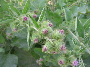 Arctium minus corimbo.jpg © Commons