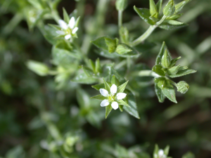 Arenaria serpyllifolia-ssp-leptoclados brasles 02 19052002 10.JPG © Olivier Pichard