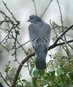 Columba oenas0.jpg © MPF