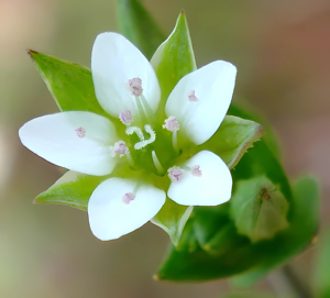 Arenaria serpyllifolia W.jpg © Fornax