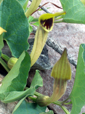 Aristolochia paucinervis FlowersCloseup 12April2009 DehesaBoyaldePuertollano.jpg © Javier martin