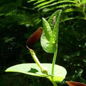 Aristolochia rotunda.jpg © User:Haplochromis