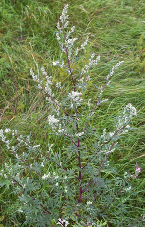 ArtemisiaVulgaris.jpg © Commons