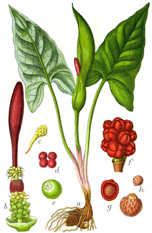 Arum maculatum Sturm63.jpg © Johann Georg Sturm (Painter: Jacob Sturm)