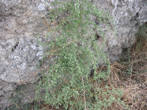 Asparagus acutifolius habito.jpg © Commons