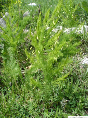 Asparagus tenuifolius1Georgi Kunev.jpg © Georgi Kunev