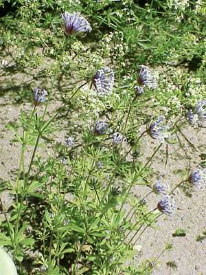 Asperula arvensis1.jpg © Commons