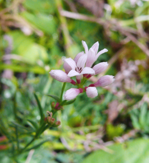 Asperula cynanchica 080907.jpg © Bernd Haynold