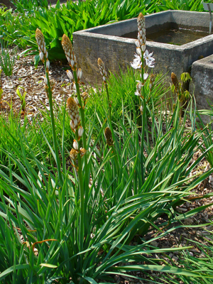 Asphodelus albus 001.JPG © H. Zell