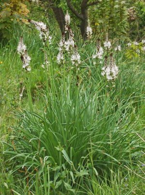 Liliaceae - Asphodelus macrocarpus-1.JPG © Hectonichus