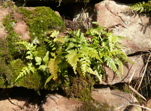 Asplenium adiantum-nigrum 030208a.JPG © BerndH