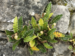 Asplenium ceterach (Sardinia).jpg © Hans Hillewaert