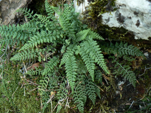 Asplenium fontanum 001.jpg © Johan N