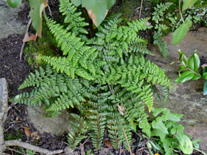 Asplenium foreziense 001.JPG © Johan N