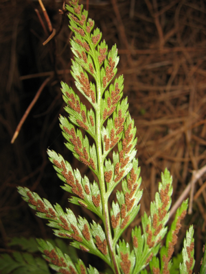 Asplenium onopteris sori La Palma.jpg © Tigerente