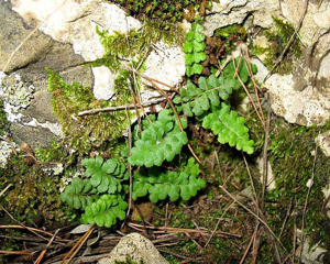Petrarchae.jpg © Juan Bibiloni